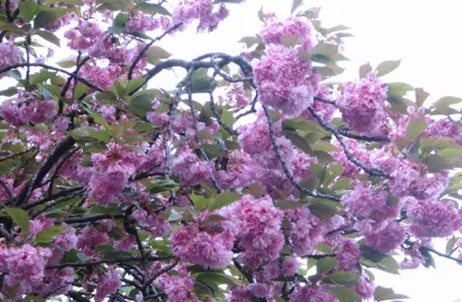 Сакура - prunus serrulata