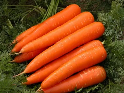 Найкорисніші овочі - корисні продукти (овочі) Найкорисніші овочі - корисні продукти
