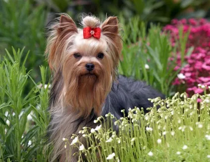 Найпопулярніші маленькі породи собак, Зоосвіт (тварини) Найпопулярніші маленькі породи собак, Зоосвіт
