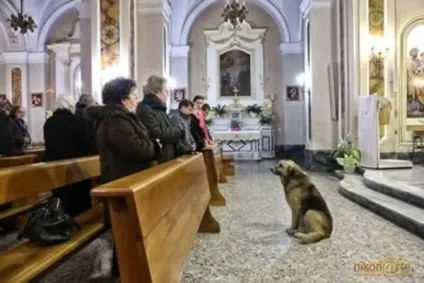 Найвірніші і віддані собаки (чекала поки врятують) Найвірніші і віддані собаки