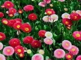 Секрети вирощування лілій - посадка і догляд за ліліями в саду (секрети) Секрети вирощування лілій - посадка і догляд за ліліями в саду
