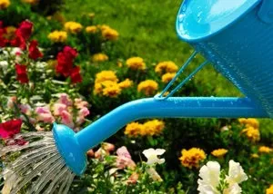 Секрети вирощування рудбекии багаторічної, поради експертів (вирощування) Секрети вирощування рудбекии багаторічної, поради експертів