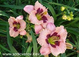 Секрети вирощування лілійників (лілейники hemerocallis вирощування догляд посадка пересадка підгодівля грунт добрива полив мульчування зимівля зимостійкість хвороби шкідники) Секрети вирощування лілійників