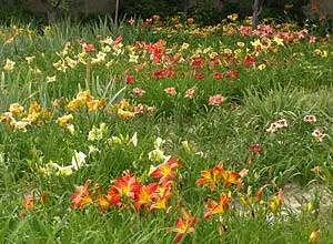 Секрети вирощування лілійників (лілейники hemerocallis вирощування догляд посадка пересадка підгодівля грунт добрива полив мульчування зимівля зимостійкість хвороби шкідники) Секрети вирощування лілійників