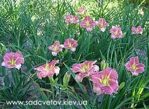 Секрети вирощування лілійників (лілейники hemerocallis вирощування догляд посадка пересадка підгодівля грунт добрива полив мульчування зимівля зимостійкість хвороби шкідники) Секрети вирощування лілійників