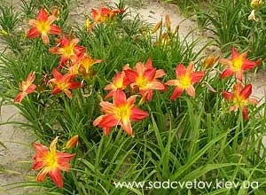 Секрети вирощування лілійників (лілейники hemerocallis вирощування догляд посадка пересадка підгодівля грунт добрива полив мульчування зимівля зимостійкість хвороби шкідники) Секрети вирощування лілійників