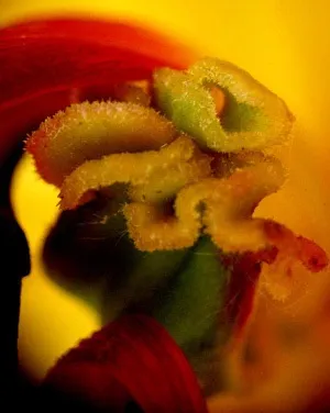 Секрети макрозйомки мильницею (Canon PowerShot A530) Секрети макрозйомки мильницею