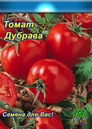 Насіння томату діброва