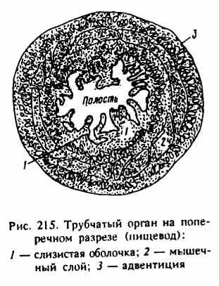серозні порожнини