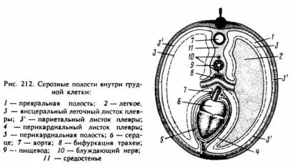 серозні порожнини