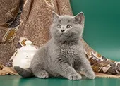 Шотландські висловухі кошенята блакитні і бузкові (шотландські) Шотландські висловухі кошенята блакитні і бузкові