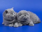 Шотландські висловухі кошенята блакитні і бузкові (шотландські) Шотландські висловухі кошенята блакитні і бузкові
