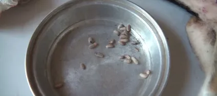 Шок личинки африканської мухи їли цуценя зсередини