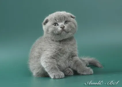 Шотландські висловухі кошенята блакитні і бузкові (висловухі) Шотландські висловухі кошенята блакитні і бузкові