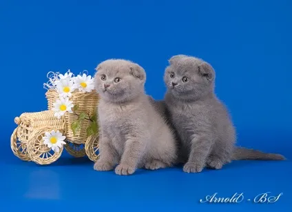 Шотландські висловухі кошенята блакитні і бузкові (лілові) Шотландські висловухі кошенята блакитні і бузкові