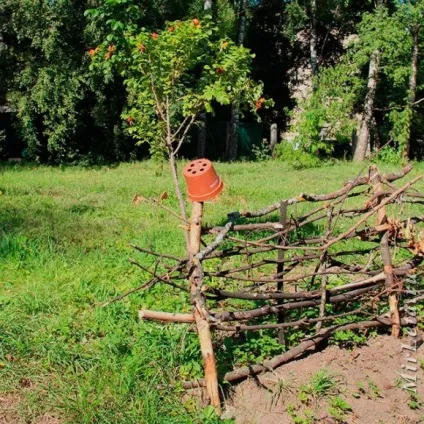 шкільний сад