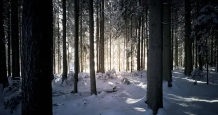 Шварцвальд або «чорний ліс» германію, чудеса природи (чорний) Шварцвальд або «чорний ліс» германію, чудеса природи
