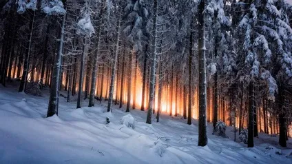 Шварцвальд (schwarzwald) в германии фото, опис чорного лісу, карта, що подивитися (Шварцвальд) Шварцвальд (schwarzwald) в германии фото, опис чорного лісу, карта, що подивитися