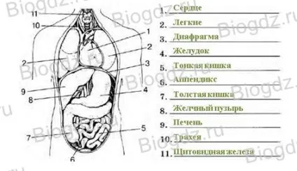системи органів