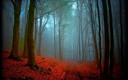 Шварцвальд (schwarzwald) в германии фото, опис чорного лісу, карта, що подивитися (schwarzwald) Шварцвальд (schwarzwald) в германии фото, опис чорного лісу, карта, що подивитися