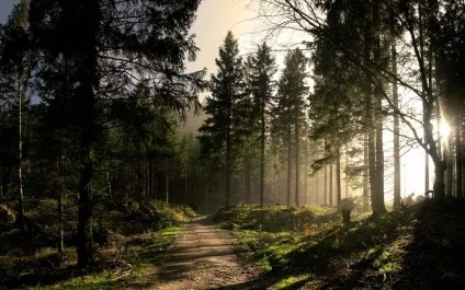 Шварцвальд (schwarzwald) в германии фото, опис чорного лісу, карта, що подивитися (Шварцвальд) Шварцвальд (schwarzwald) в германии фото, опис чорного лісу, карта, що подивитися