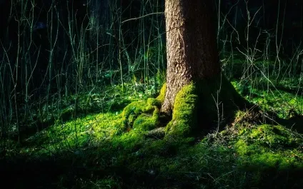 Шварцвальд (schwarzwald) в германии фото, опис чорного лісу, карта, що подивитися (schwarzwald) Шварцвальд (schwarzwald) в германии фото, опис чорного лісу, карта, що подивитися