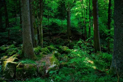Шварцвальд (schwarzwald) в германии фото, опис чорного лісу, карта, що подивитися (schwarzwald) Шварцвальд (schwarzwald) в германии фото, опис чорного лісу, карта, що подивитися