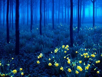 Шварцвальд (schwarzwald) в германии фото, опис чорного лісу, карта, що подивитися (ліси) Шварцвальд (schwarzwald) в германии фото, опис чорного лісу, карта, що подивитися