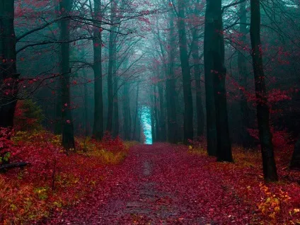 Шварцвальд (schwarzwald) в германии фото, опис чорного лісу, карта, що подивитися (schwarzwald) Шварцвальд (schwarzwald) в германии фото, опис чорного лісу, карта, що подивитися