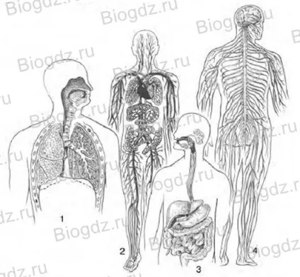 системи органів
