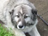Скільки їдять кавказькі вівчарки як багато їдять кавказькі вівчарки кавказці (кавказькі) Скільки їдять кавказькі вівчарки як багато їдять кавказькі вівчарки кавказці