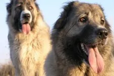 Скільки їдять кавказькі вівчарки як багато їдять кавказькі вівчарки кавказці (їдять) Скільки їдять кавказькі вівчарки як багато їдять кавказькі вівчарки кавказці