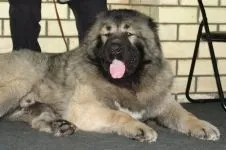 Скільки їдять кавказькі вівчарки як багато їдять кавказькі вівчарки кавказці (їдять) Скільки їдять кавказькі вівчарки як багато їдять кавказькі вівчарки кавказці