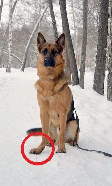 Слабкі п'ясті у собак