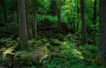 Казка чорного лісу
