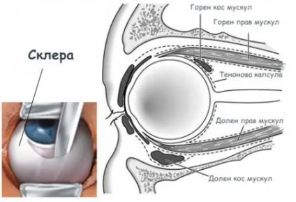 Білкова очі