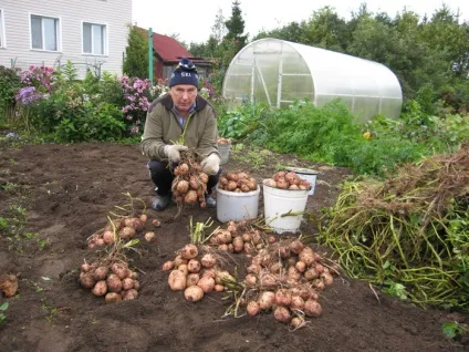 З кожного куща картоплі - по два відра врожаю, 6 соток (відра) З кожного куща картоплі - по два відра врожаю, 6 соток