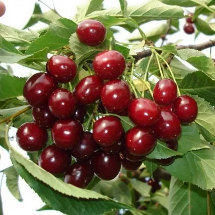Солодкі і великі сорти вишні
