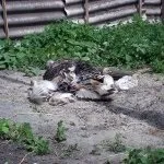 Зміст і вирощування індичат в домашніх умовах відео як доглядати і особливості розведення (домашніх) Зміст і вирощування індичат в домашніх умовах відео як доглядати і особливості розведення