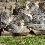 Зміст і вирощування індичат в домашніх умовах відео як доглядати і особливості розведення (умовах) Зміст і вирощування індичат в домашніх умовах відео як доглядати і особливості розведення
