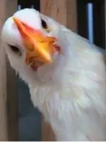 Солома як добриво