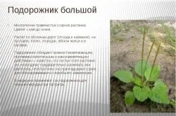 Сік подорожника для шлунка