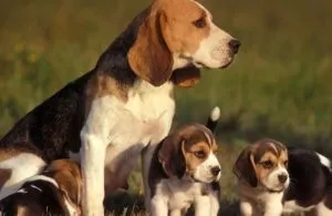 Собака нічого не їсть і спить, хеппідогс