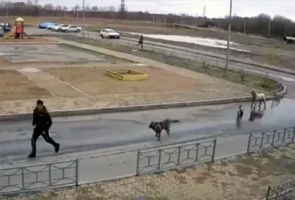 Собаки нападають на людину не дивитеся їм в очі - особливо ватажкові (нападають) Собаки нападають на людину не дивитеся їм в очі - особливо ватажкові