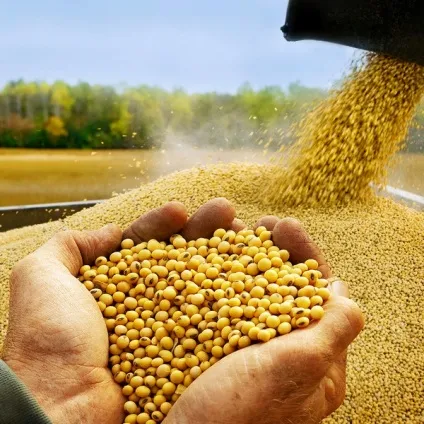 Соєва олія користь і застосування в косметології (масло) Соєва олія користь і застосування в косметології