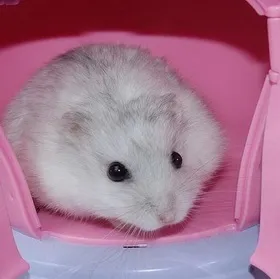 сонник хом'як