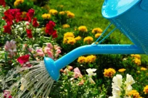 Поради - правильний догляд за клумбою в липні, захист квітів, підгодівля (квітів) Поради - правильний догляд за клумбою в липні, захист квітів, підгодівля