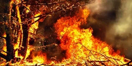 Сонник пожежа в лісі до чого сниться пожежа в лісі уві сні (сниться) Сонник пожежа в лісі до чого сниться пожежа в лісі уві сні