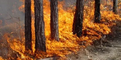 Сонник пожежа в лісі до чого сниться пожежа в лісі уві сні (сонник) Сонник пожежа в лісі до чого сниться пожежа в лісі уві сні