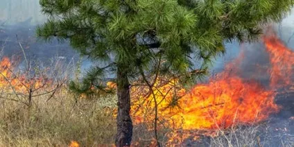 Сонник пожежа в лісі до чого сниться пожежа в лісі уві сні (чого) Сонник пожежа в лісі до чого сниться пожежа в лісі уві сні